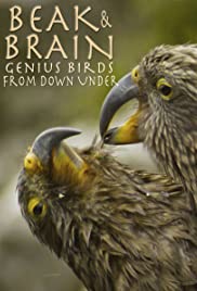Beak & Brain  Genius Birds from Down Under (2013) M4uHD Free Movie