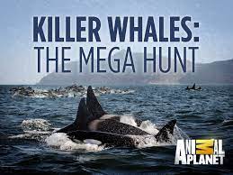 Killer Whales: The Mega Hunt (2016) M4uHD Free Movie