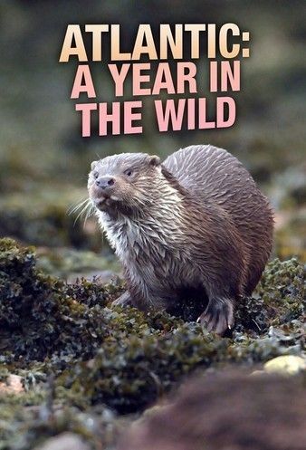 Atlantic A Year in the Wild (2021) M4uHD Free Movie