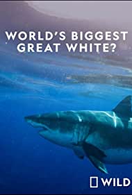 Worlds Biggest Great White Shark (2019) M4uHD Free Movie