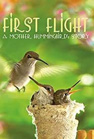 First Flight A Mother Hummingbirds Story (2009) Free Movie M4ufree