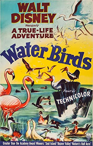 Water Birds (1952) Free Movie